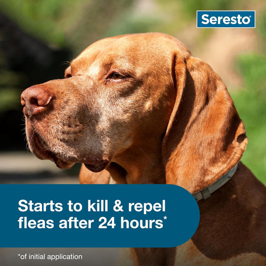 Seresto Flea & Tick Collar For Dogs Over 18 lbs., Treatment & Prevention, Vet-Recommend, 8 Month